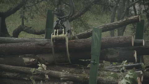 Heavy machinery lifts logs for processing in a forest clearing Stock Footage 284431848