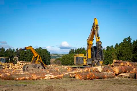 Heavy machinery working stacking logs to load log trucks at a forestry site Stock Photos