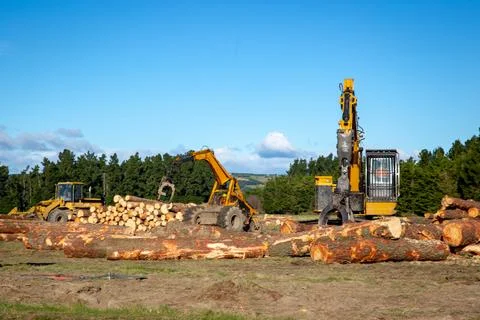 Heavy machinery working stacking logs to load log trucks at a forestry site Stock Photos