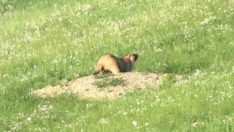 Heavy marmot digs into the soil and enters its burrow - Species and Ornithology Stock Footage 339829363
