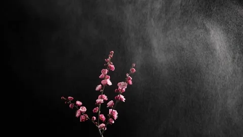 Heavy mist and rain rolling over pink plum blossoms in slow motion Stock Footage 339424198