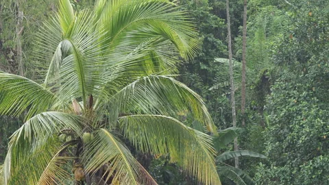 Heavy monsoon rain falling on a coconut palm tree Video stock 340641204