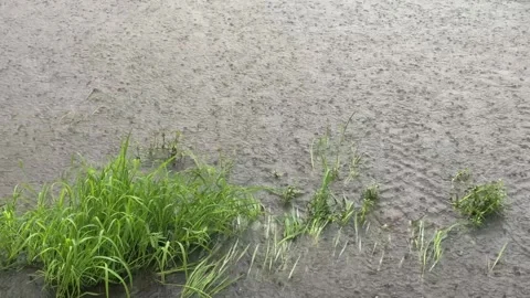 Heavy Monsoon Rain Falling on Flooded Wetland in Bhubaneswar, India Video stock 341716979