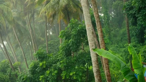Heavy monsoon rain falling through tall coconut palms during stormy weather 動画素材 340865784