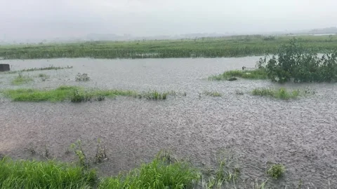 Heavy Monsoon Rain Over Flooded Wetland in Chandaka, Bhubaneswar Video stock 341717027