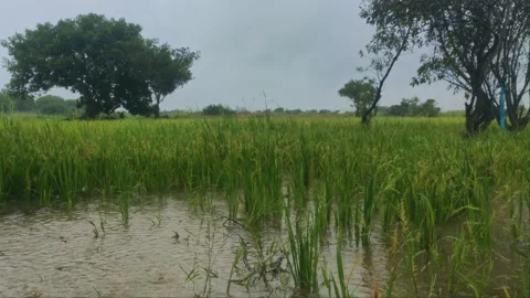 Heavy Monsoon Rain Splashing On Flooded Rice Field With Tree Frame, Asian Co Stock Footage 345893124