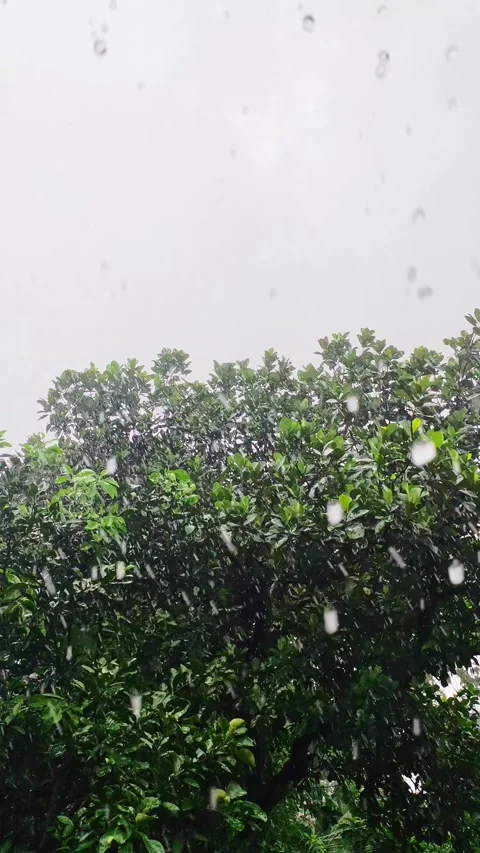 Heavy monsoon rainfall falling over green leafy tree canopy with overcast g.. Stock Footage 346398954