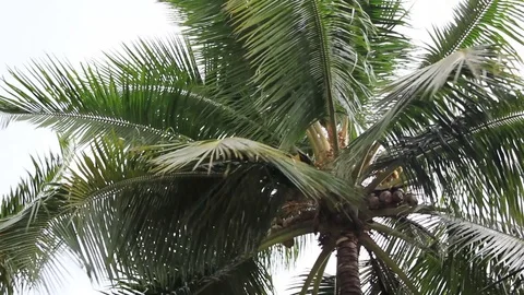 Heavy Monsoon Winds Stockbeeldmateriaal 76203844