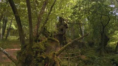 Heavy Moss-Covered Tree Trunks In Forest Hike Trails Stock Footage 281247641