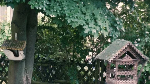 Heavy pouring rain in the yard Stock Footage 155189853