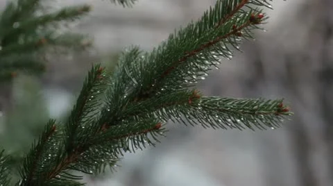 Heavy rain _branch _2 Stock Footage 18190001