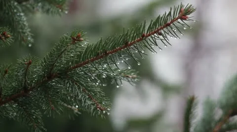 Heavy rain _branch _4 Stock Footage 18191325