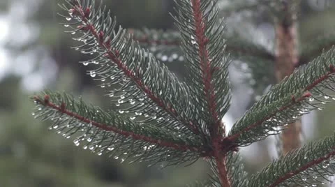 Heavy rain _branch _5 Video stock 18190829