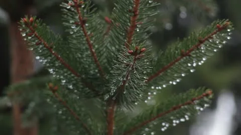 Heavy rain _branch _6 Video stock 18190531
