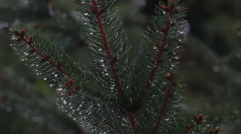 Heavy rain _branch _7 Stock Footage 18190145