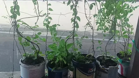Heavy rain accompanied by strong winds (1) Video stock 266471795