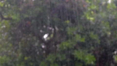 Heavy rain against a backdrop of lush green trees Stock Footage 317293286
