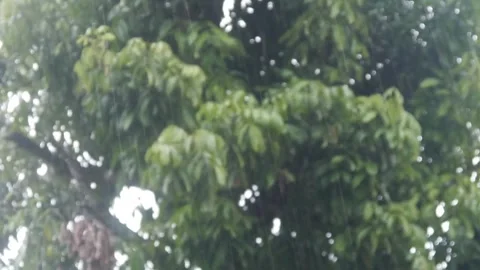 Heavy rain against a backdrop of lush green trees Stock Footage 317293304