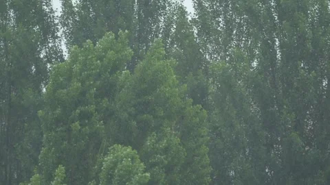 Heavy rain against a background of green trees Stock Footage 336605710