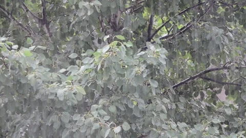 Heavy rain against the tree and a children's playground streams of water Vidéo 143337809