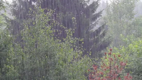 Heavy rain among the trees Stock Footage 164194108