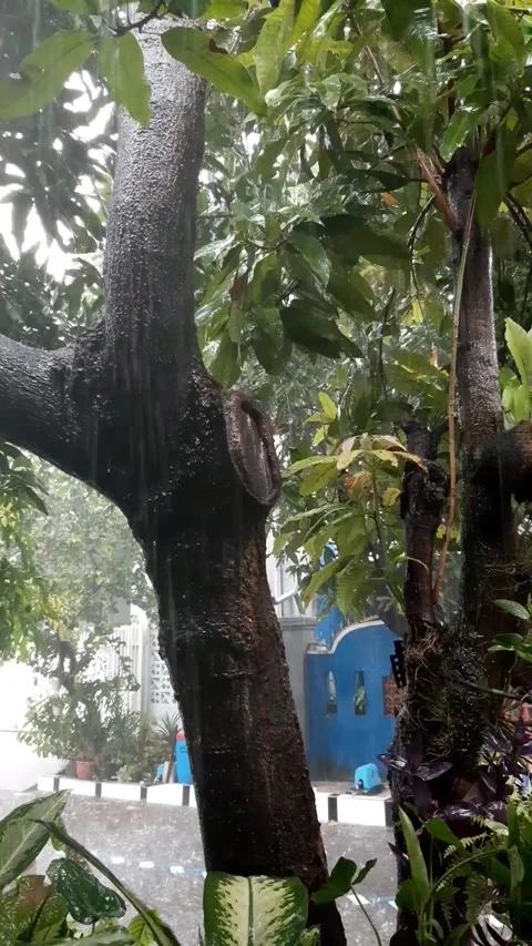 Heavy Rain Among the Trees Stock Footage 297036621