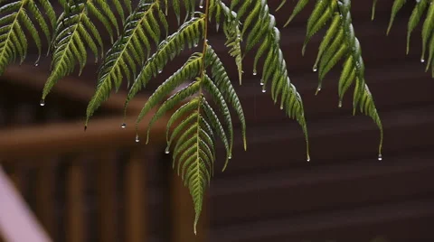 Heavy Rain and drops falling Stock Footage 50418217