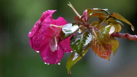 Heavy Rain and drops falling Stock Footage 50418352