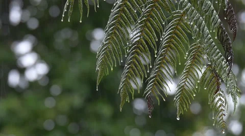 Heavy Rain and drops falling Stock Footage 50421097