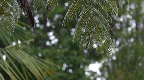 Heavy Rain and drops falling Stock Footage 50421852