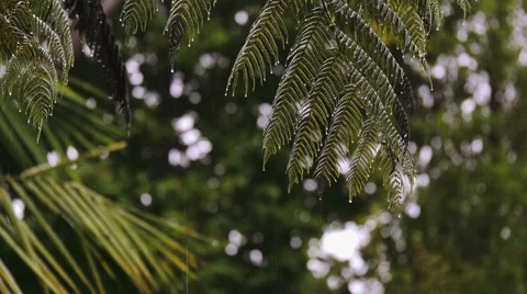 Heavy Rain and drops falling Video stock 50439225