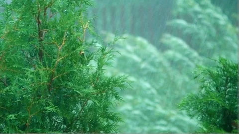 Heavy Rain and lighting in front of trees Stock Footage 90796972