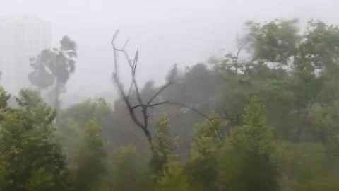 Heavy rain and powerful wind making trees swinging all around due to the infl Stock-Footage 154906114
