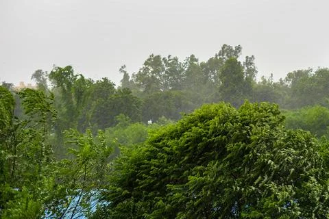 Heavy Rain and Powerful Wind Gusts Sweeping Through Green Trees During Storm Foto stock