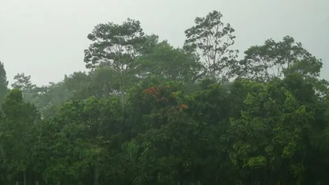 Heavy rain and storms sway the trees in a tropical rainforest Stock Footage 320917110