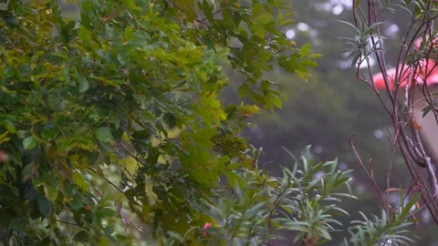 Heavy rain and strong wind shakes the branches of trees Stock Footage 94138154
