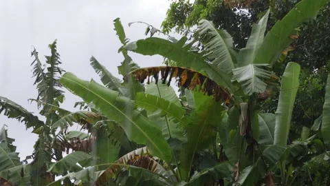 Heavy Rain And Strong Wind Pouring Swaying Blow Green Banana Trees Leaf Leaves Stock Footage 165591913