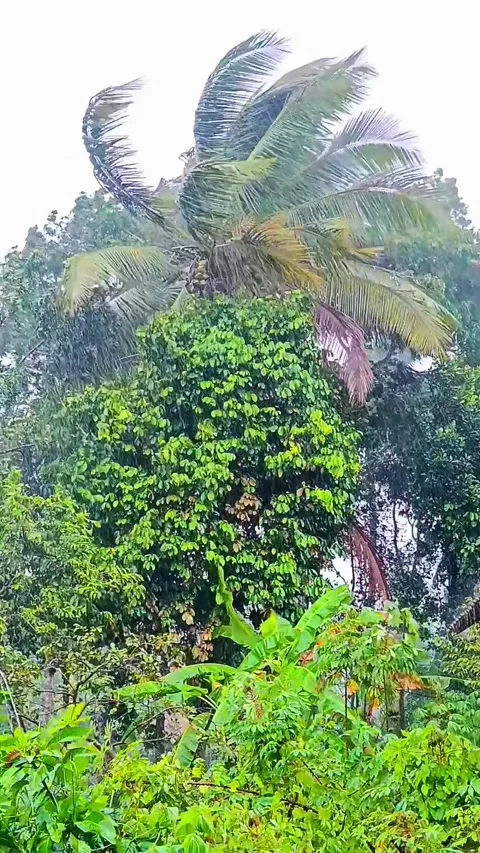 Heavy rain and strong wind hitting tropical trees as palm leaves sway intensely, Stock Footage 332109703