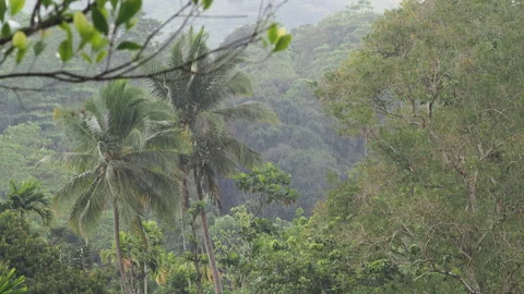 Heavy rain and strong wind in tropical jungle Stock-Footage 340641156