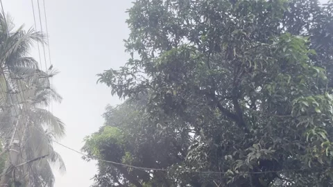 Heavy Rain and Strong Wind in Lush Green Tropical Trees Stock Footage 345526088