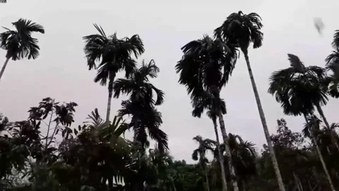 Heavy rain and strong winds Stock Footage 139855898