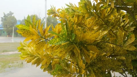 Heavy rain and strong winds Stock Footage 275591078