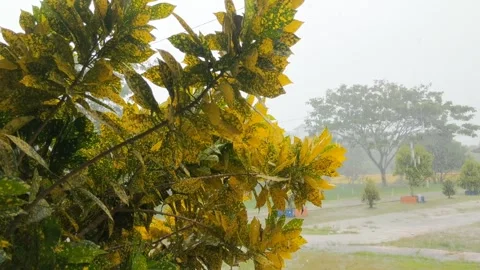 Heavy rain and strong winds Stock Footage 275591081
