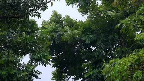 Heavy rain and strong winds shake the trees in the forest Video stock 297655320