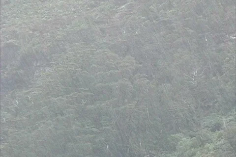 Heavy rain and temperate forest Stock Footage 745221