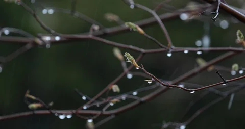 Heavy Rain and Tree Branches Stock Footage 88603381