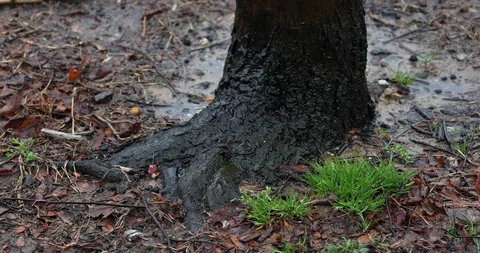 Heavy Rain And Tree Root Stock Footage 88602893