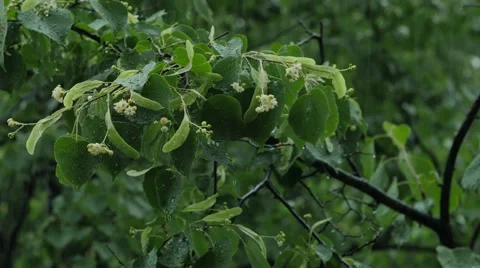 Heavy rain and trees. 4K UHD Stock Footage 64550318