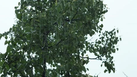 Heavy rain and trees. 4K UHD Stock Footage 64550333