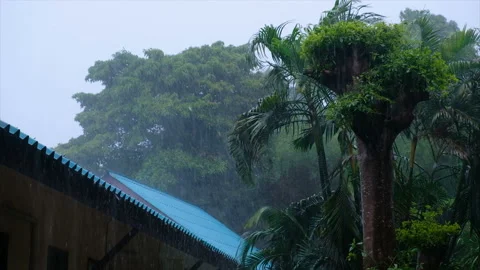Heavy rain and violent wind on palm trees during a classic tropical storm in Stock Footage 94647914